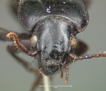 Media type: image;   Entomology 81 Aspect: head frontal view